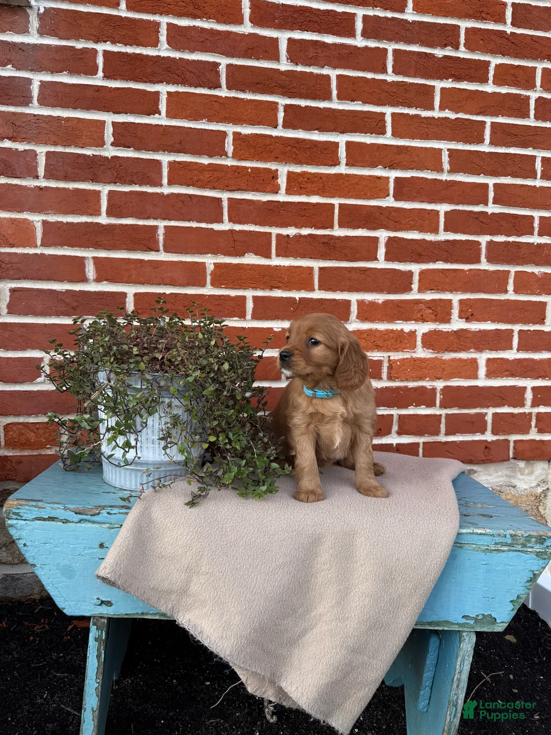Miniature Golden Retriever dogs for sale: Miniature Golden Retriever Puppy 6 - Ad 6