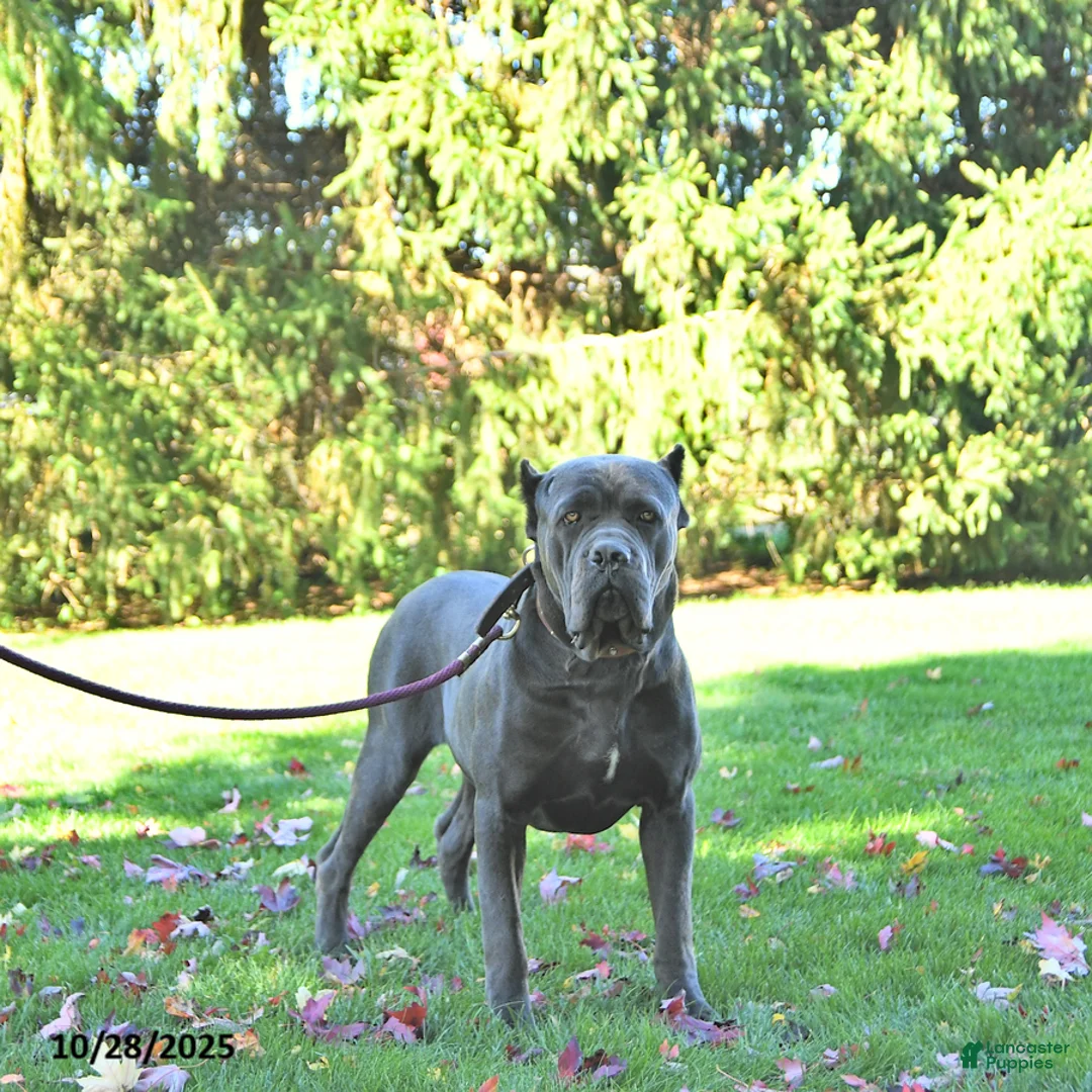 Cane Corso dogs for sale: Mia  - Ad 7