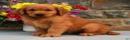 Golden Retriever dogs for sale: Cooper - Ad 3