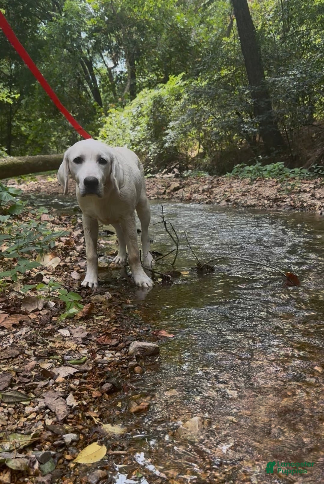 Labrador Retriever dogs for sale: Labrador Retriever Sissy - Ad 5