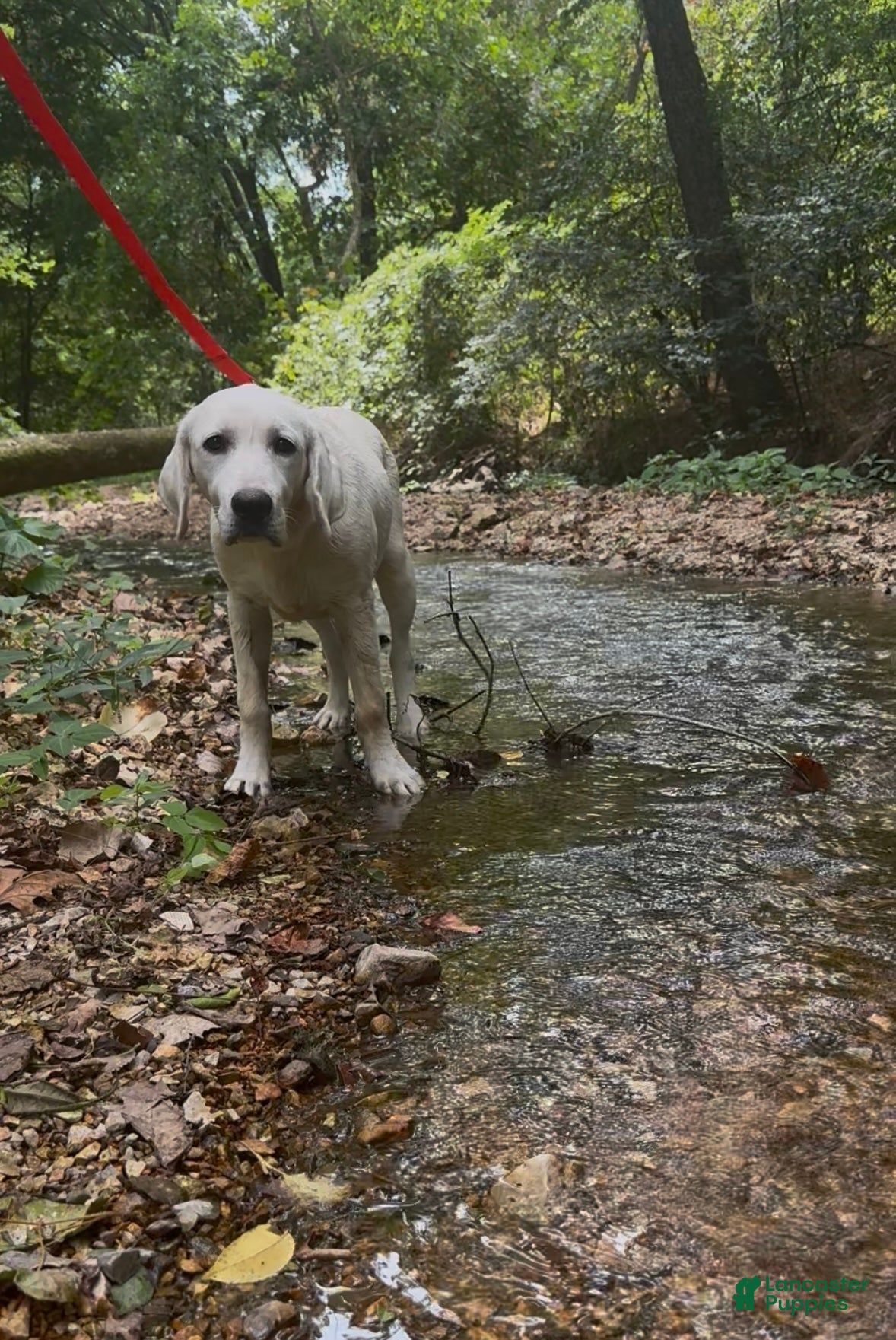 Labrador Retriever dogs for sale: Labrador Retriever Sissy - Ad 5