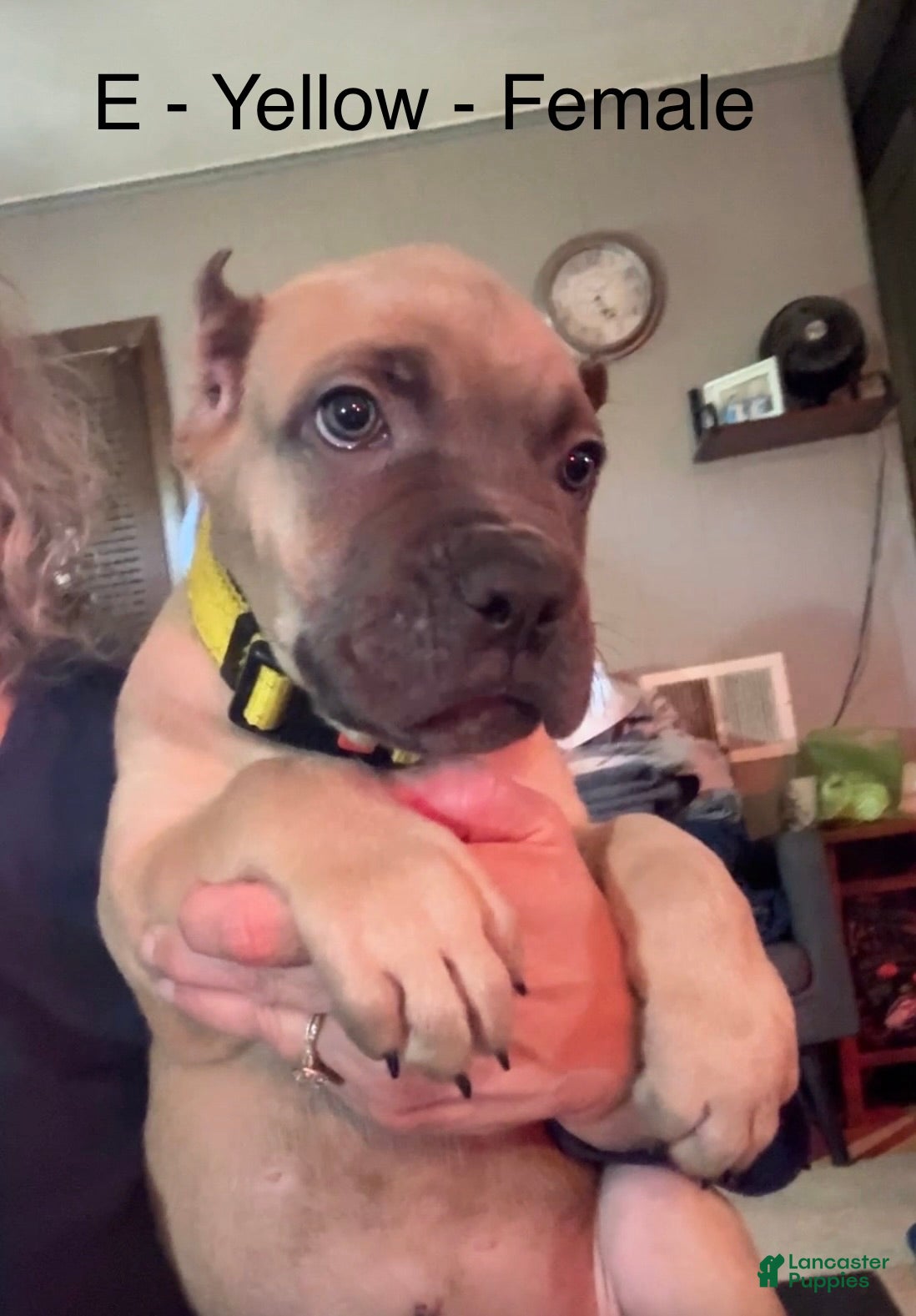 Cane Corso dogs Cane Corso yellow - Ad 39