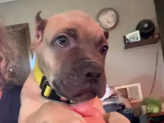 Cane Corso dogs Cane Corso yellow - Ad 22