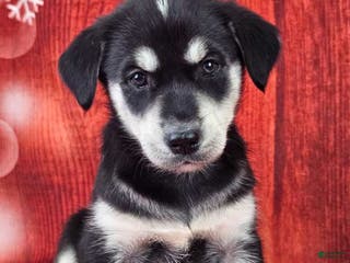 Goberian dogs Daiquiri - Ad 8