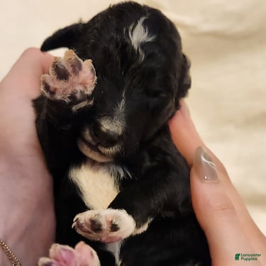 Mini Aussiedoodle dogs for sale: Stella_Female Tuxedo - Ad 4