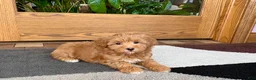 Havapoo dogs for sale: Havapoo Puppy 3 - Ad 3