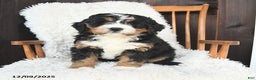 Bernedoodle dogs for sale: Carol  - Ad 1