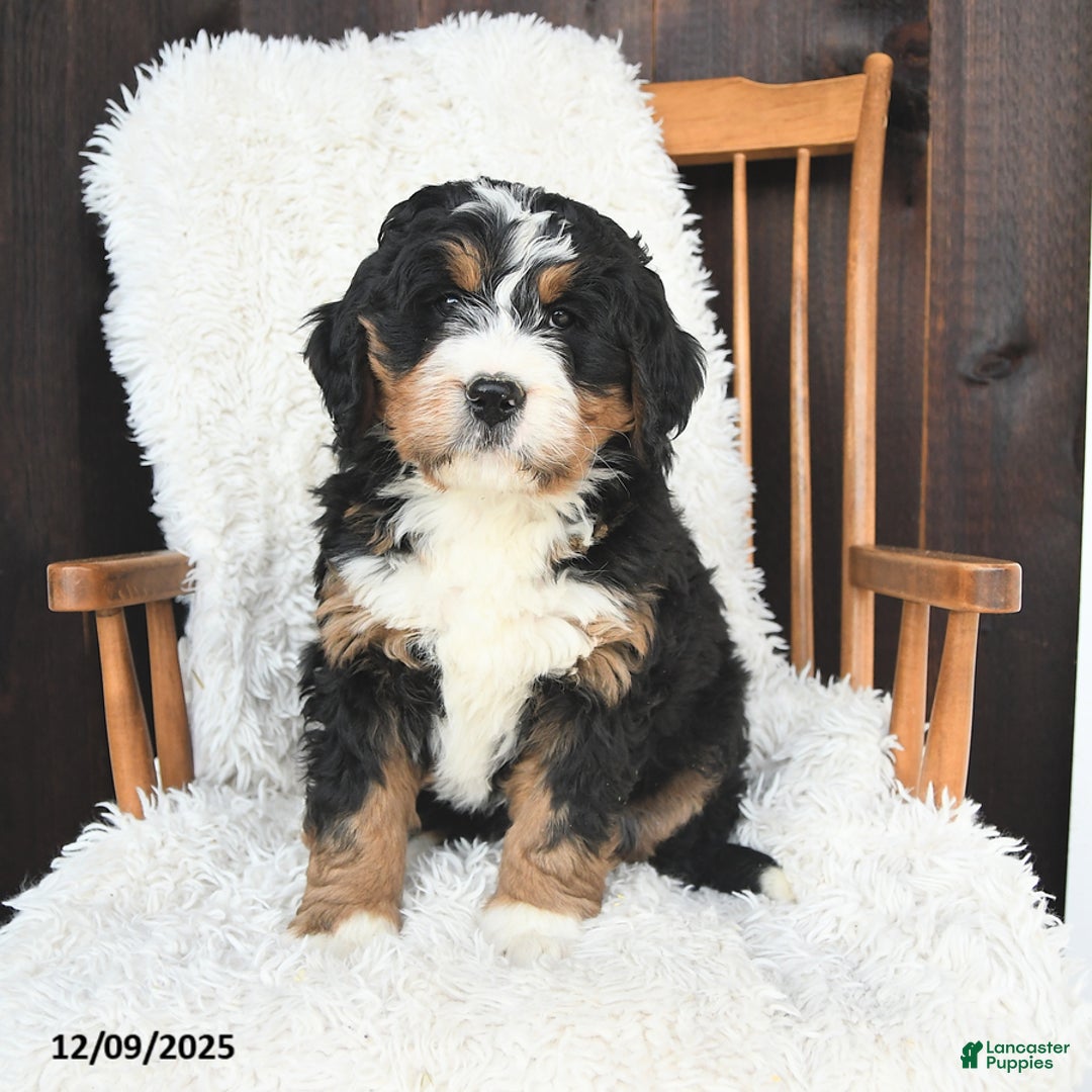 Bernedoodle dogs for sale: Carol  - Ad 1