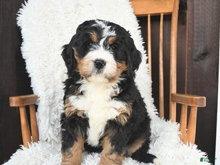 Bernedoodle dogs Carol - Ad 16