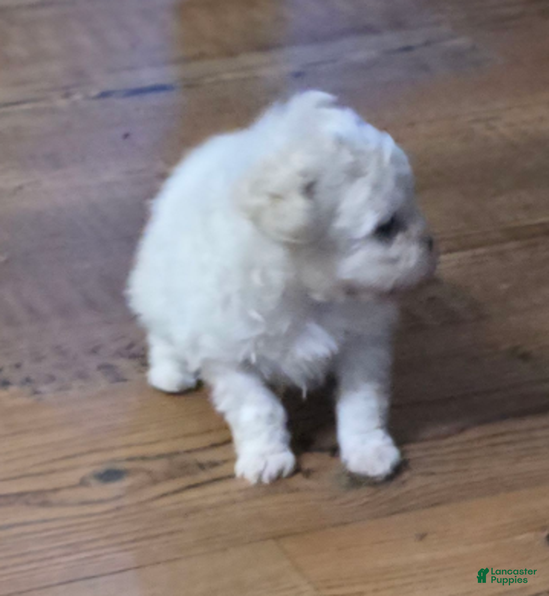 Standard Poodle dogs for sale: Ghost - Ad 2