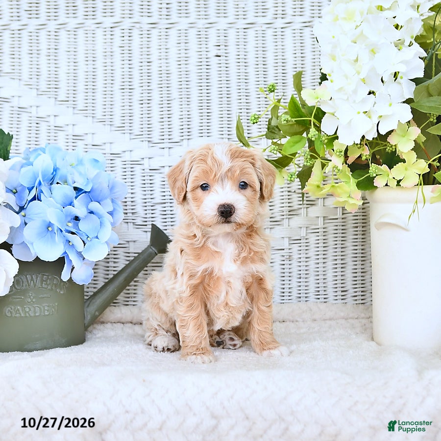 Mini Aussiedoodle dogs for sale: Valerie - Ad 2