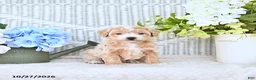 Mini Aussiedoodle dogs for sale: Valerie - Ad 2
