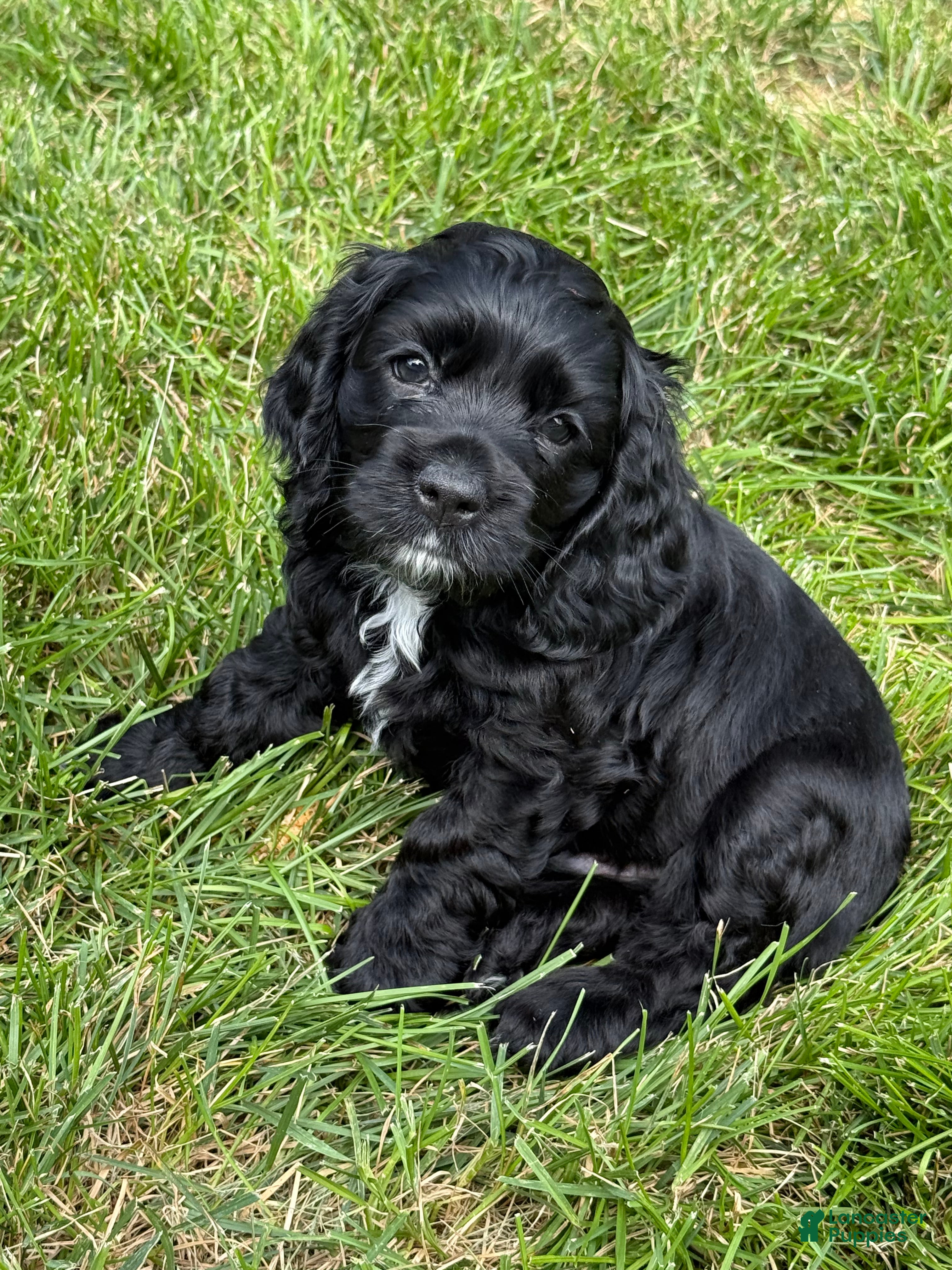 Cocker Spaniel dogs Cocker Spaniel 2- black with white on chest - Ad 1