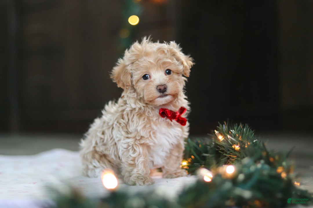 Havapoo dogs for sale: Turner - Ad 6