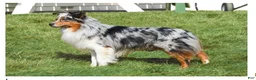 Miniature Australian Shepherd dogs for sale: Geo - Ad 7