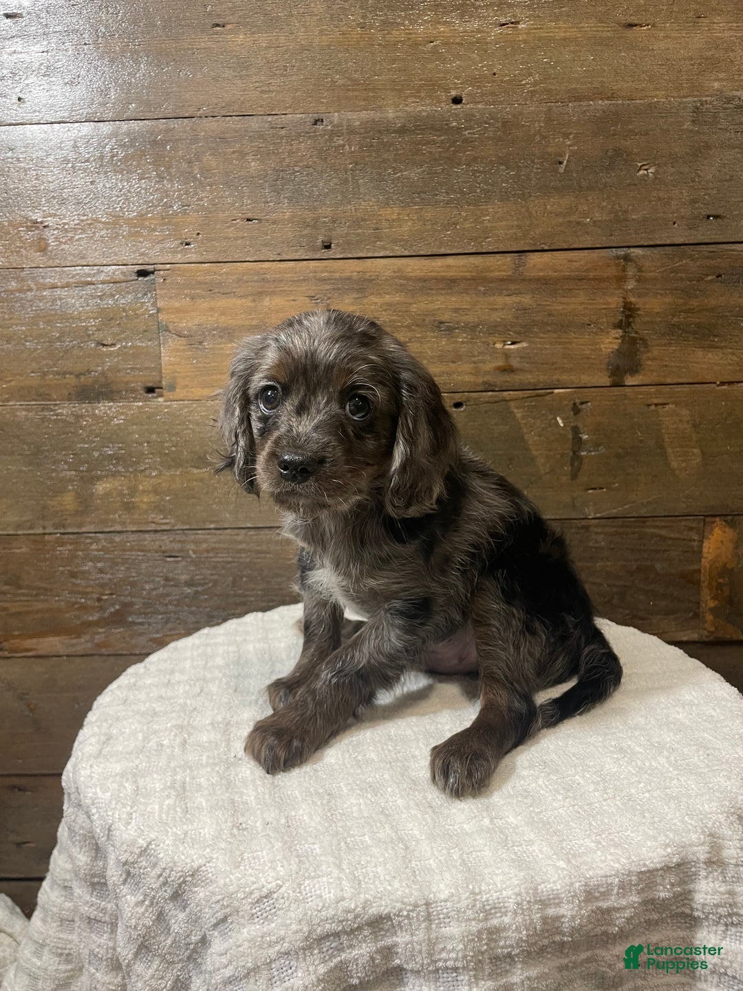 Cavapoo dogs for sale: Blaze - Ad 3