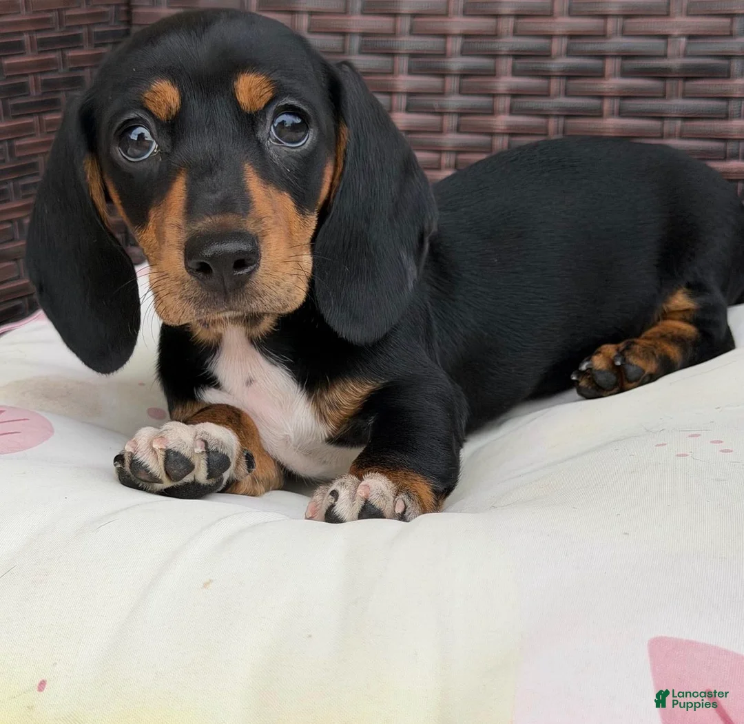 Dachshund dogs for sale: Katherina  - Ad 2