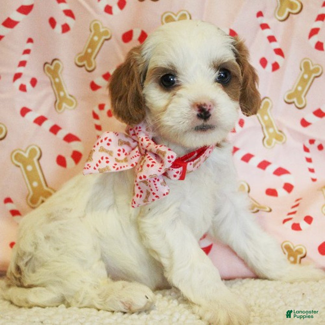 Cavapoo dogs for sale: Peppermint - Ad 1