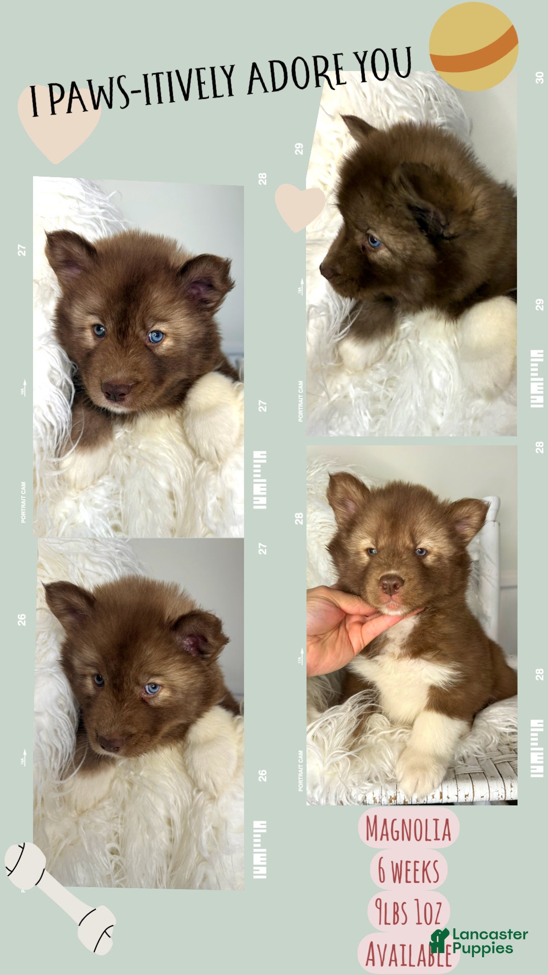 Siberian Husky dogs for sale: Magnolia - Ad 1