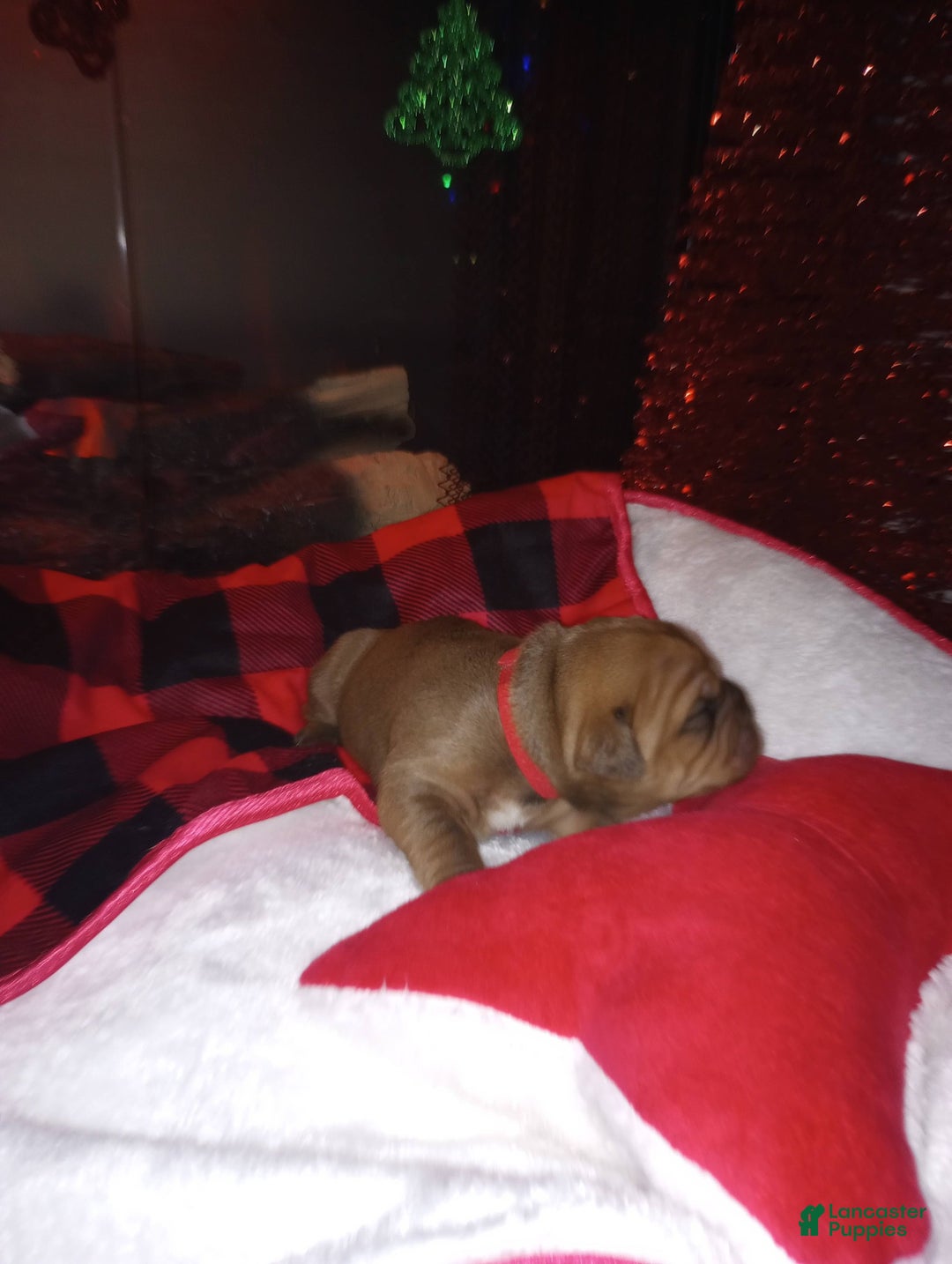 Olde English Bulldogge dogs for sale: Olde English Bulldogge Puppy 4 - Ad 2