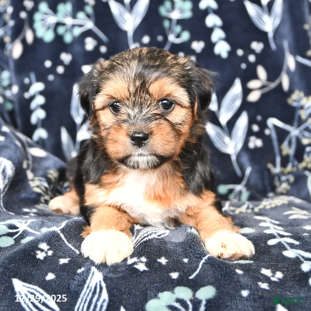 Shorkie dogs for sale: Charlotte - Ad 2