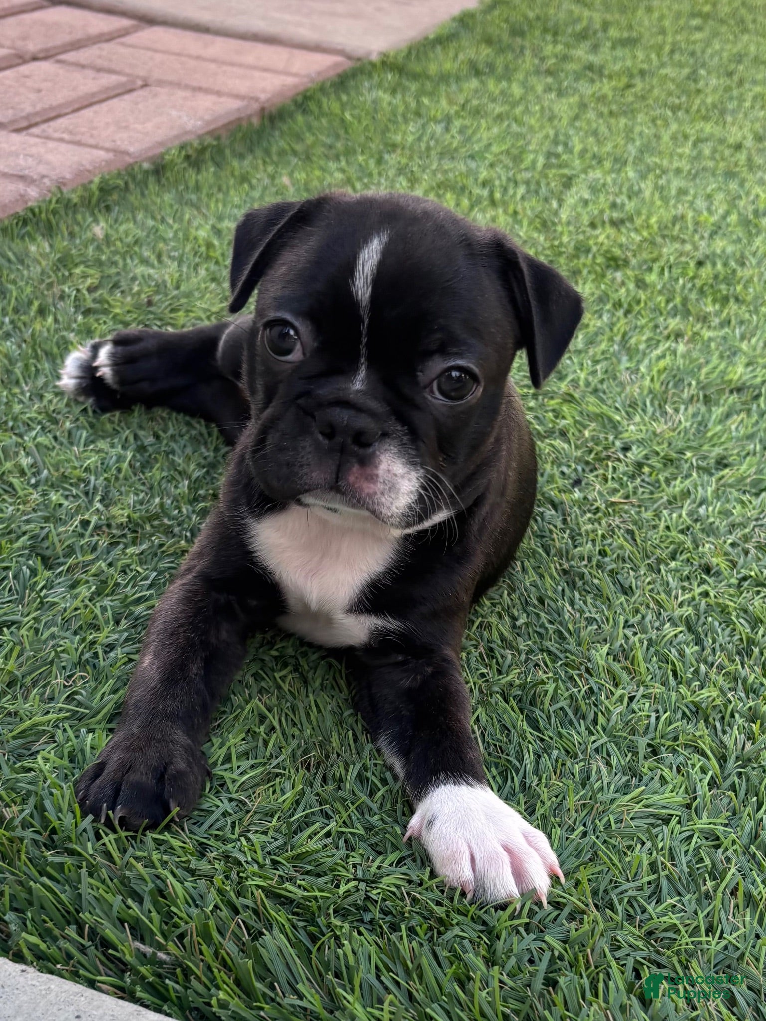 Boston Terrier dogs for sale: Boston Terrier 3 - Ad 4