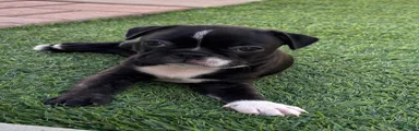 Boston Terrier 3