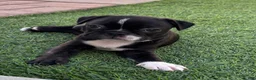 Boston Terrier dogs for sale: Boston Terrier 3 - Ad 1