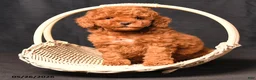 Toy Poodle dogs for sale: Bingo - Ad 3