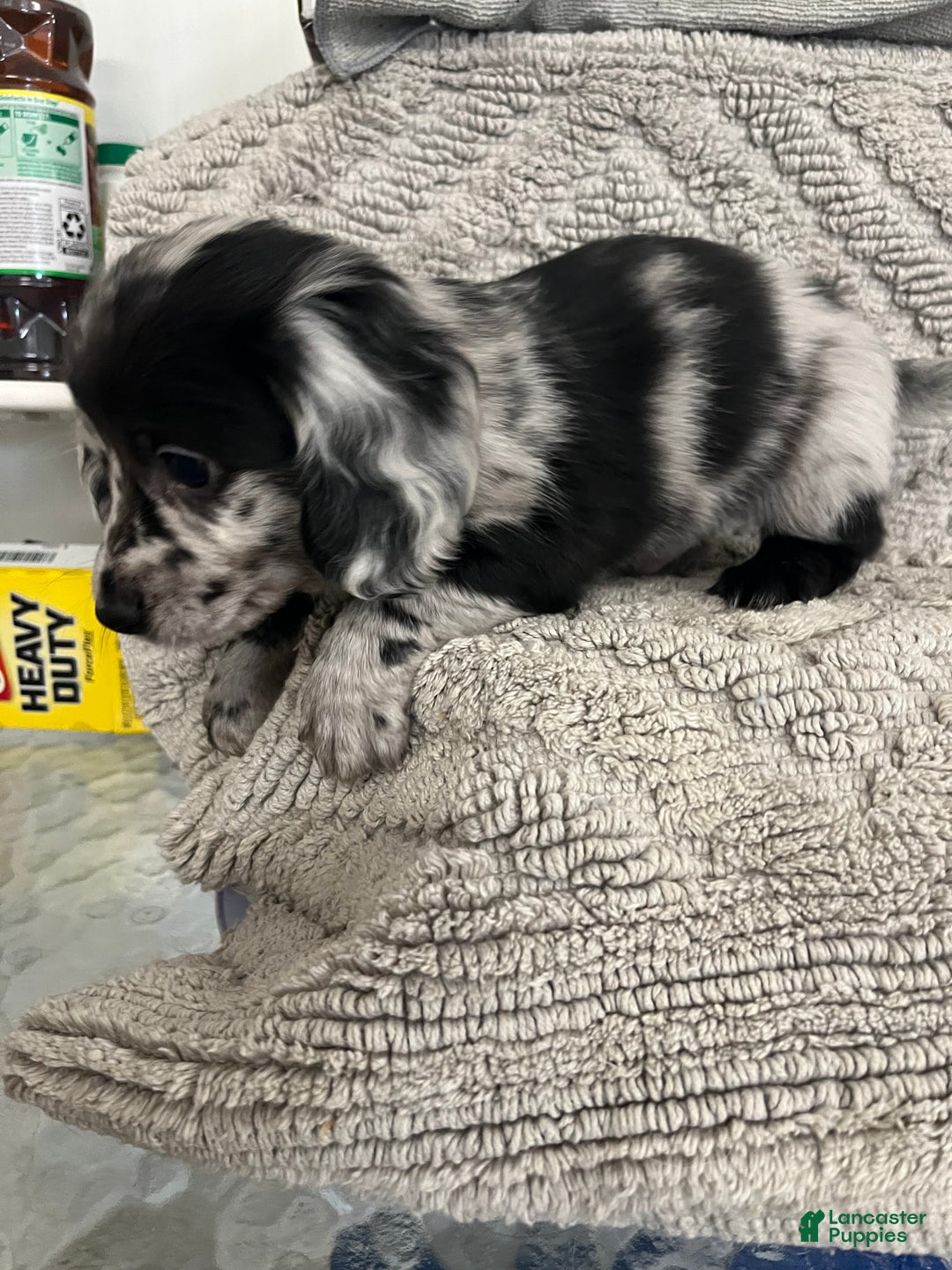 Miniature Dachshund dogs for sale: Juniper  - Ad 5