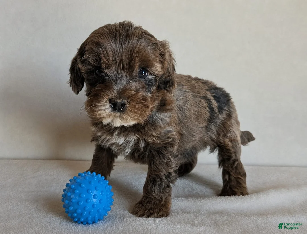 Cockapoo dogs for sale: Bear - Ad 1