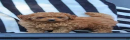 Cavapoo dogs for sale: Emily  - Ad 11