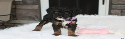 Miniature Poodle dogs for sale: Amber  - Ad 20