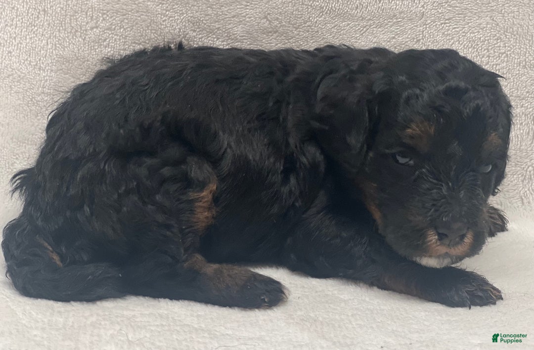 Bernedoodle dogs for sale: Bernedoodle Puppy 1 - Ad 1