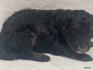 Bernedoodle dogs Bernedoodle Puppy 1 - Ad 16