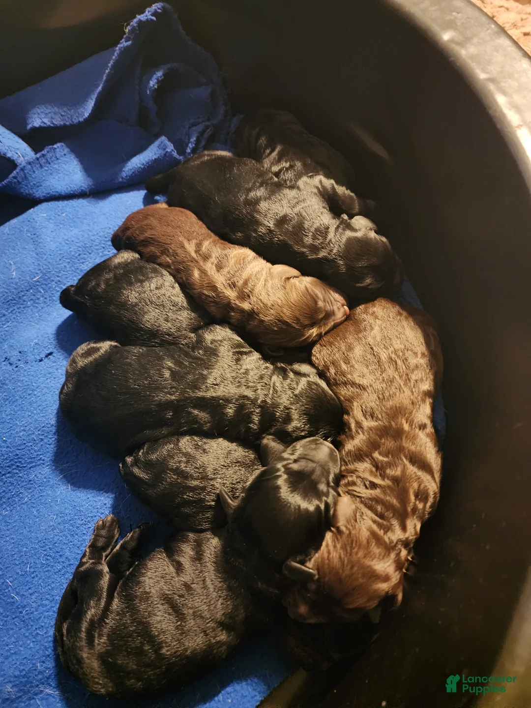 Labradoodle dogs for sale: Labradoodle 9 - Ad 1