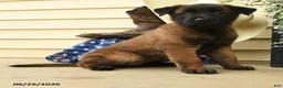 Belgian Malinois dogs for sale: Cypress - Ad 3