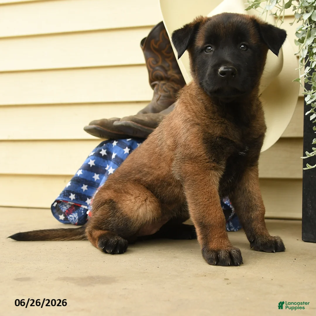Belgian Malinois dogs for sale: Cypress - Ad 3