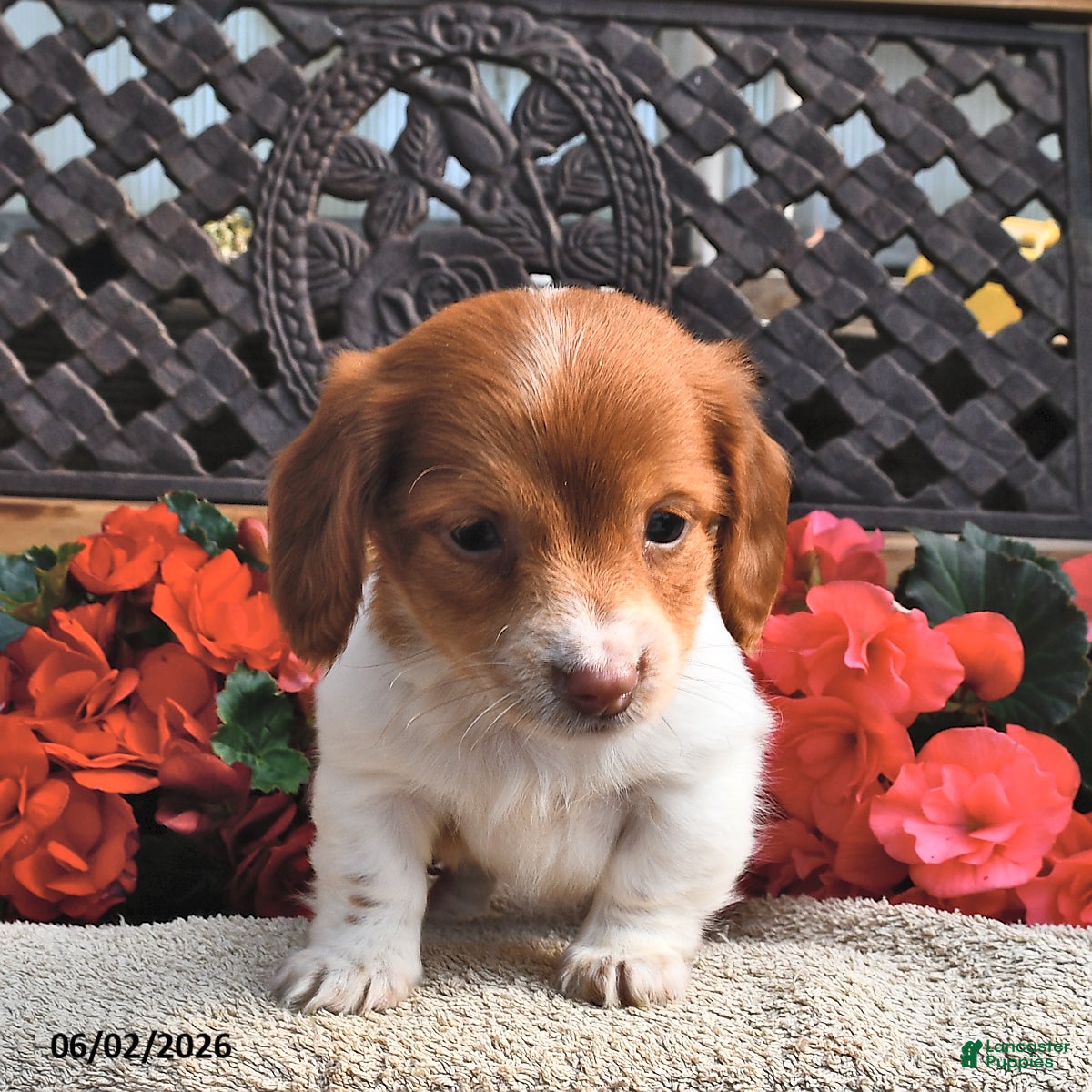 Miniature Dachshund dogs for sale: Bonny  - Ad 4