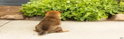 Shiba Inu dogs for sale: Tyler  - Ad 4