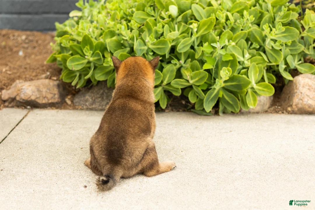 Shiba Inu dogs for sale: Tyler  - Ad 4