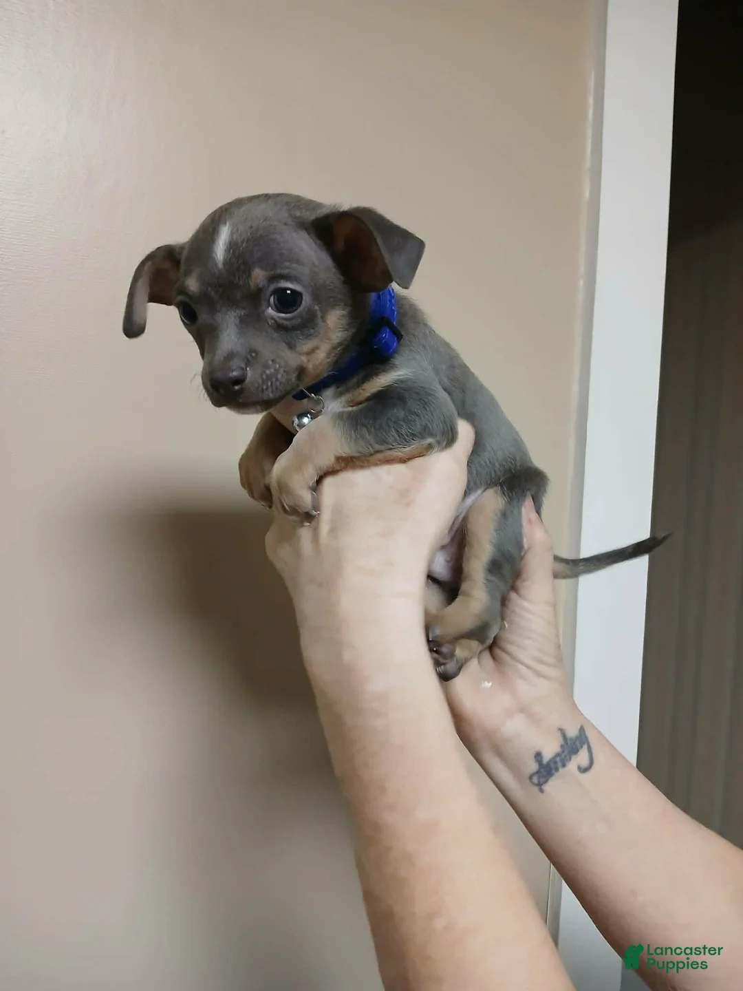 Chihuahua dogs for sale: Ash ( toy ) - Ad 5