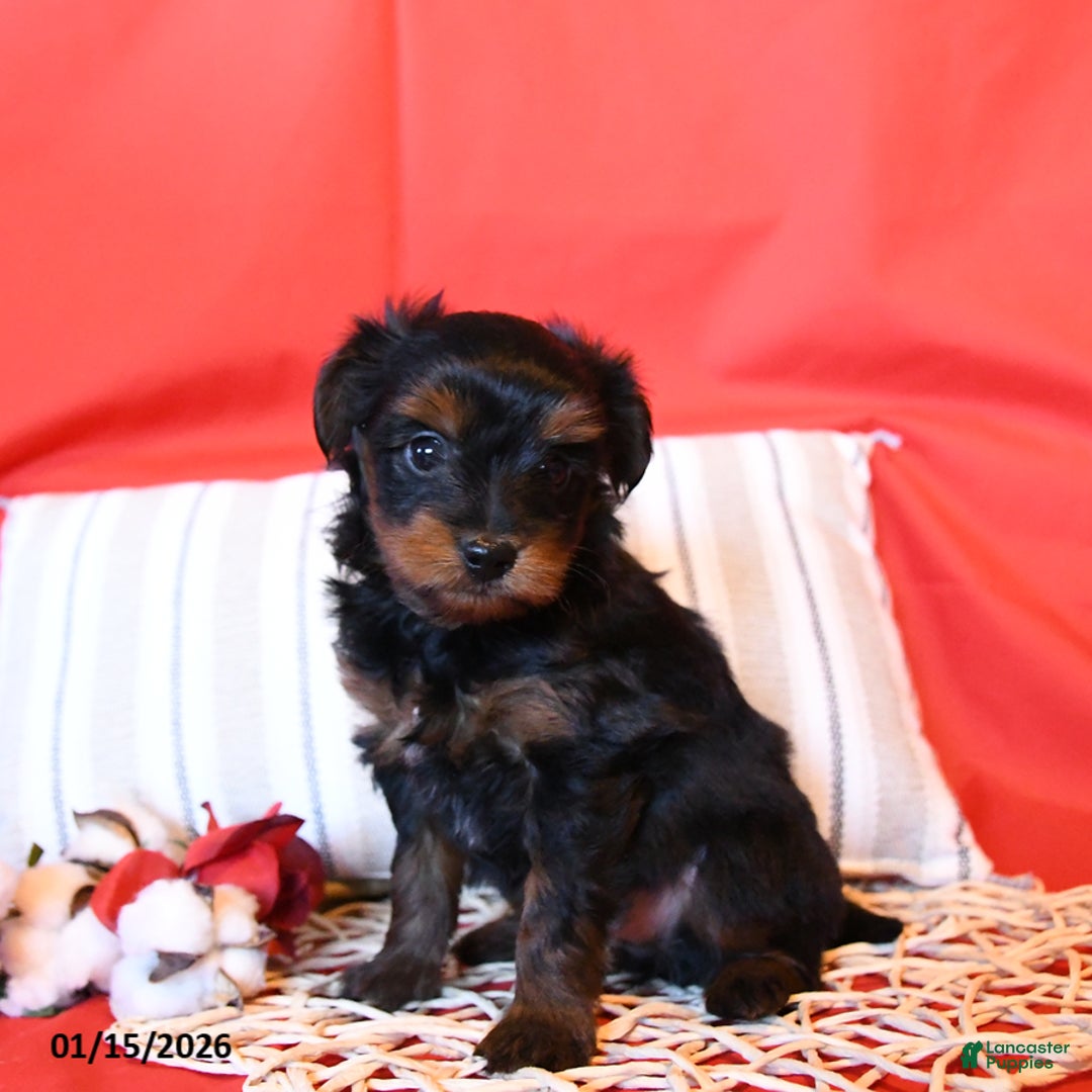 Yorkiepoo dogs for sale: Ralph - Ad 1