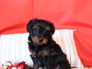 Yorkiepoo dogs Ralph - Ad 39