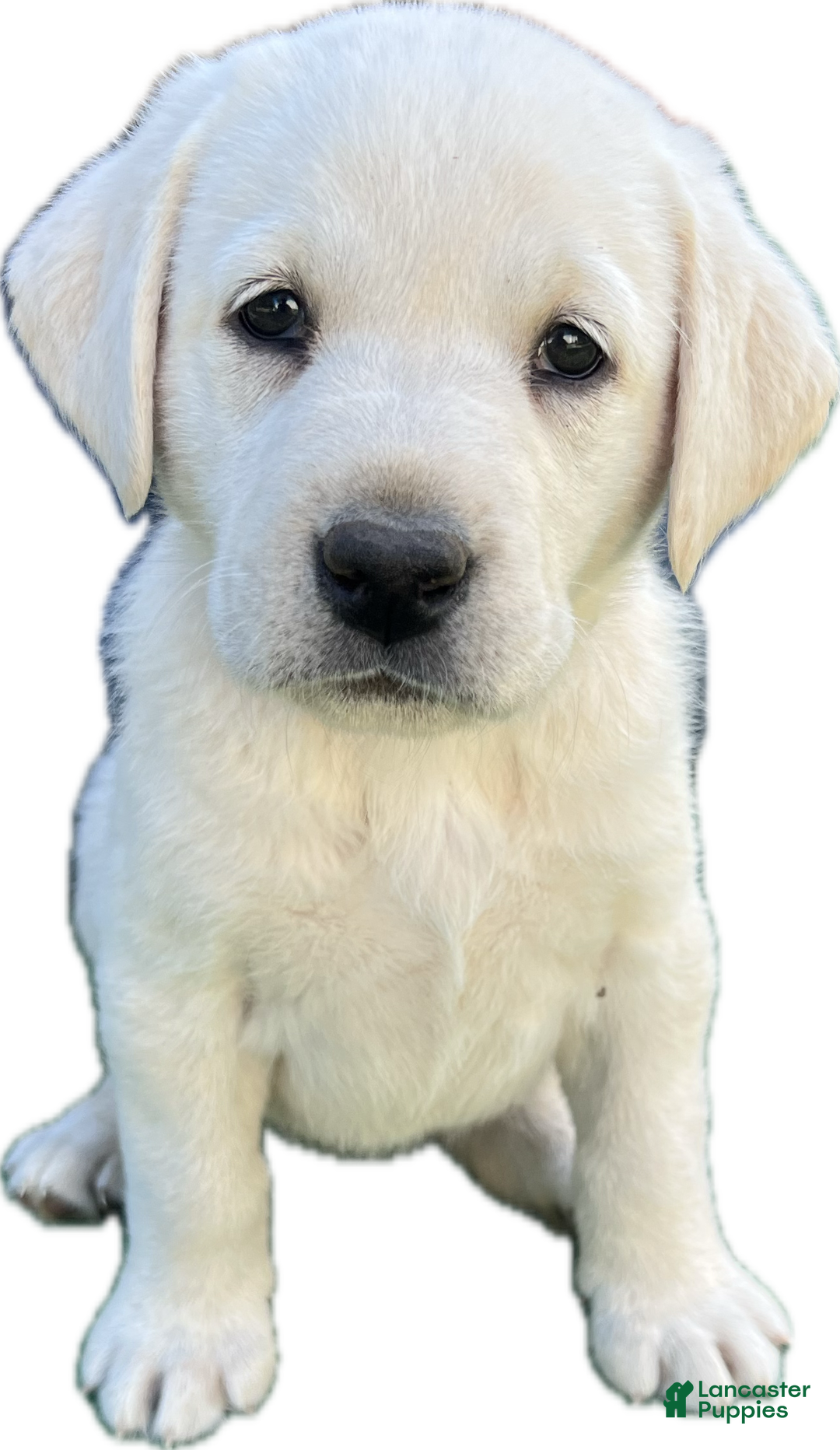 Retriever Puppy White Labradors For Sale Near Me Cream Lab Puppies