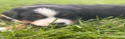 Bernese Mountain Dog dogs for sale: Oakley - Ad 7