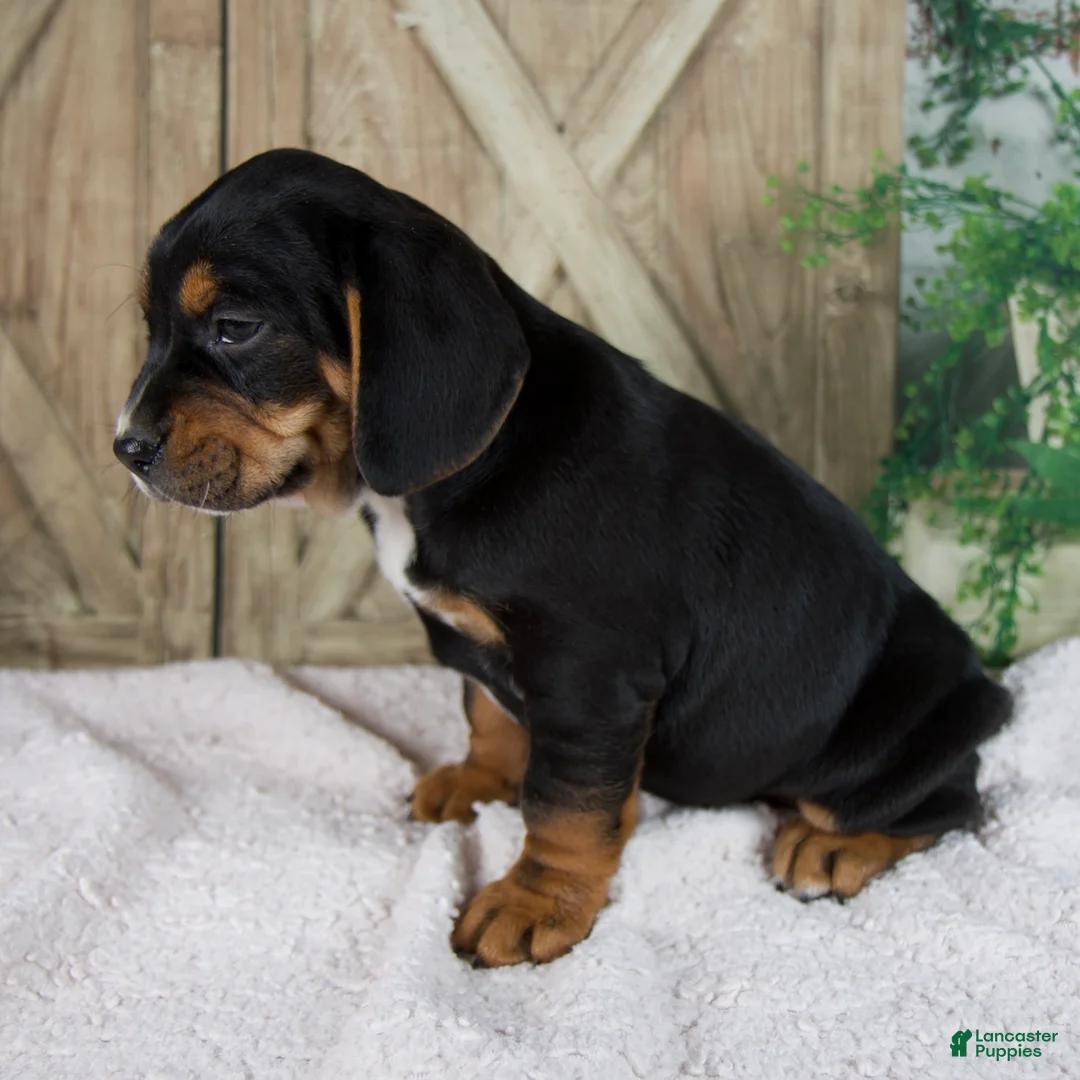 Mixed Breed dogs for sale: Winston - Ad 2