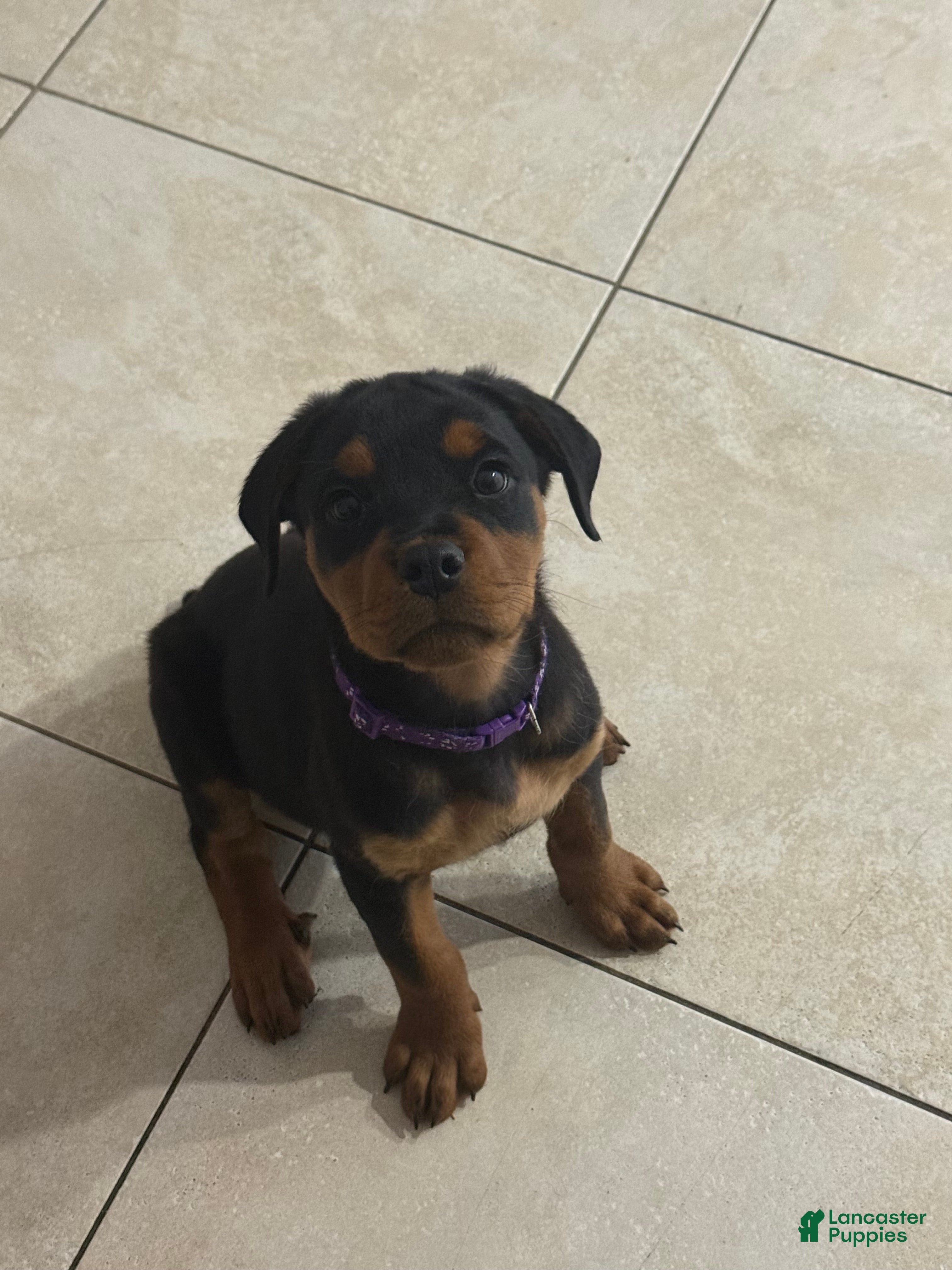 Rottweiler dogs Rottweiler Purple - Ad 1