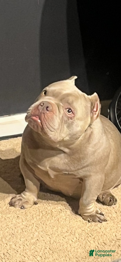 Coco