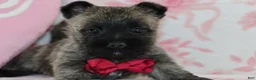 Cairn Terrier dogs for sale: Cruz - Ad 4
